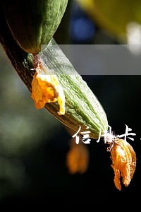 信用卡逾期11天严重吗