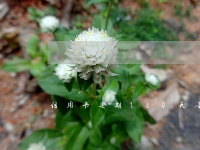 信用卡逾期120天以后会怎样 信用卡逾期120天以后会怎样