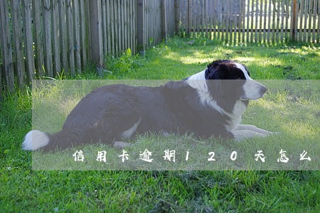 信用卡逾期120天怎么还款 信用卡逾期120天怎么还款