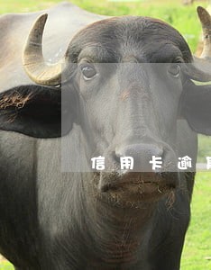 信用卡逾期12天会影响贷款吗 信用卡逾期12天会影响贷款吗