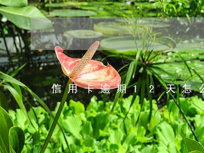 信用卡逾期12天怎么还