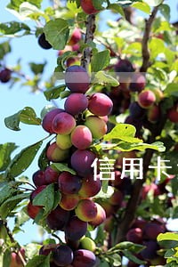 信用卡逾期12次征信是多少 信用卡逾期12次征信是多少