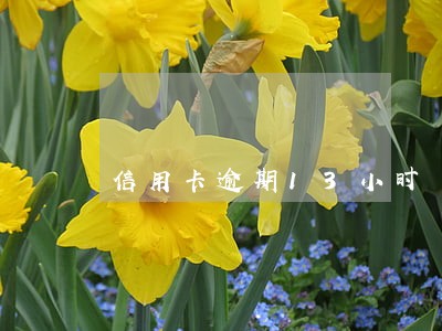 信用卡逾期13小时 信用卡逾期13小时