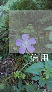 信用卡逾期13次能贷款买房 信用卡逾期13次能贷款买房