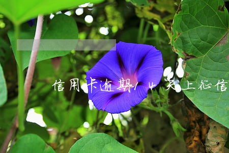 信用卡逾期14天上征信 信用卡逾期14天上征信