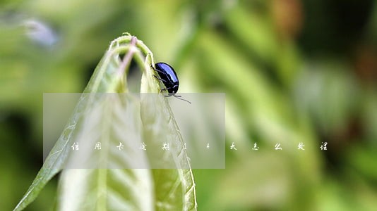 信用卡逾期14天怎么处理