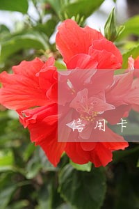 信用卡逾期1500利息多少 信用卡逾期1500利息多少