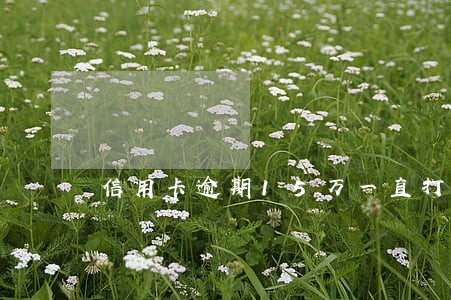 信用卡逾期15万一直打电话 信用卡逾期15万一直打电话