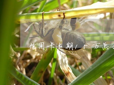 信用卡逾期15万怎么办 信用卡逾期15万怎么办