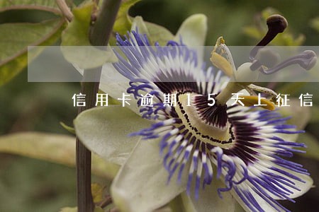 信用卡逾期15天上征信吗浦发 信用卡逾期15天上征信吗浦发