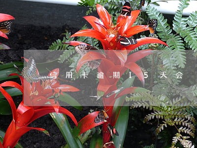 信用卡逾期15天会 信用卡逾期15天会