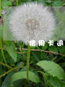 信用卡逾期15天影响贷款吗 信用卡逾期15天影响贷款吗