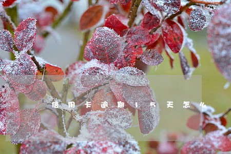 信用卡逾期15天怎么 信用卡逾期15天怎么