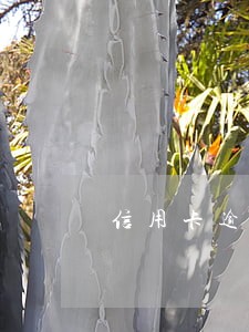 信用卡逾期15天怎么解决 信用卡逾期15天怎么解决