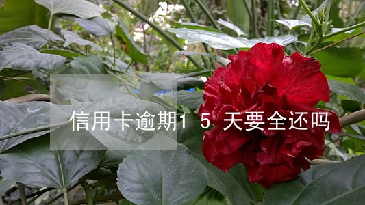 信用卡逾期15天要全还吗