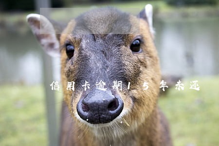 信用卡逾期15年未还 信用卡逾期15年未还