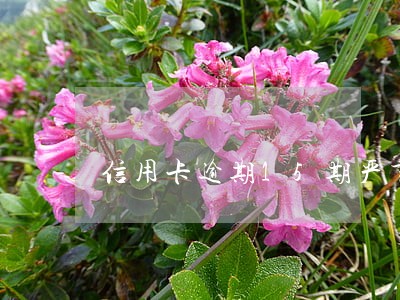 信用卡逾期15期严重吗 信用卡逾期15期严重吗