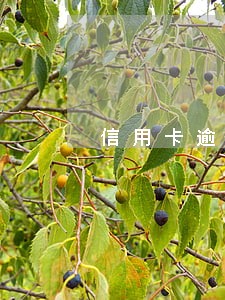 信用卡逾期168天打电话 信用卡逾期168天打电话