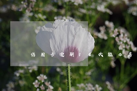 信用卡逾期16次能办房贷吗 信用卡逾期16次能办房贷吗