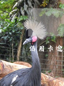 信用卡逾期170天 信用卡逾期170天