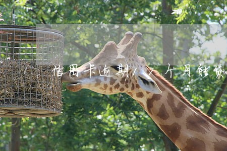 信用卡逾期17个月能贷款吗 信用卡逾期17个月能贷款吗
