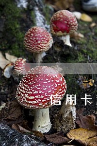 信用卡逾期18000被起诉 信用卡逾期18000被起诉