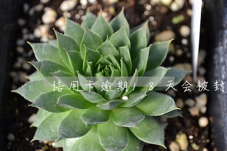 信用卡逾期18天会被封卡么 信用卡逾期18天会被封卡么