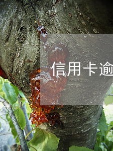 信用卡逾期19块冻结 信用卡逾期19块冻结