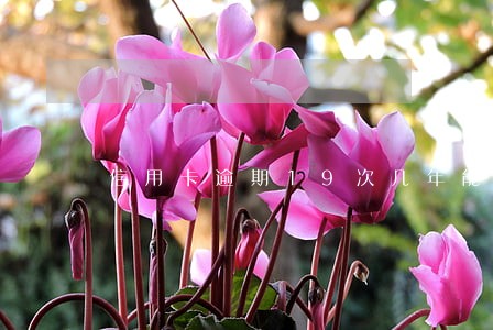 信用卡逾期19次几年能消除 信用卡逾期19次几年能消除