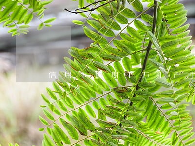 信用卡逾期1万1严重吗 信用卡逾期1万1严重吗