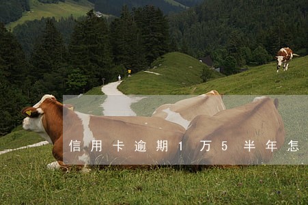 信用卡逾期1万5半年怎么办