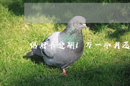 信用卡逾期1万一个月还款