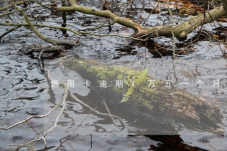 信用卡逾期1万五一个月利息多少 信用卡逾期1万五一个月利息多少