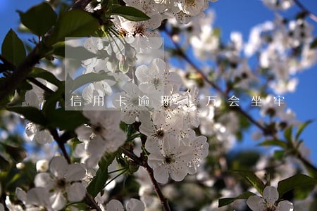 信用卡逾期1万会坐牢 信用卡逾期1万会坐牢