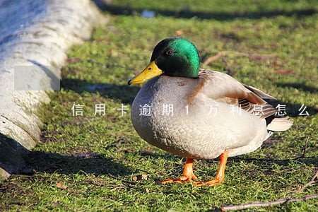 信用卡逾期1万利息怎么算的 信用卡逾期1万利息怎么算的
