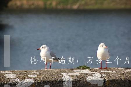 信用卡逾期1万多三个月 信用卡逾期1万多三个月