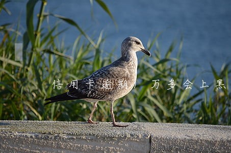 信用卡逾期1万多会上黑名单吗 信用卡逾期1万多会上黑名单吗