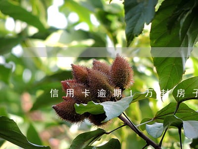 信用卡逾期1万封房子 信用卡逾期1万封房子