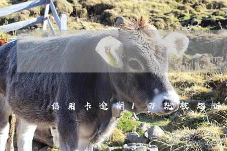信用卡逾期1万就被起诉了 信用卡逾期1万就被起诉了