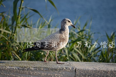 信用卡逾期1万无力偿还 信用卡逾期1万无力偿还