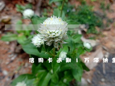 信用卡逾期1万滞纳金多少