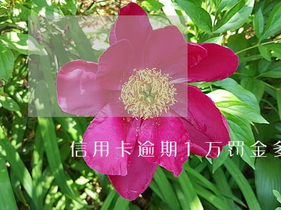 信用卡逾期1万罚金多少 信用卡逾期1万罚金多少