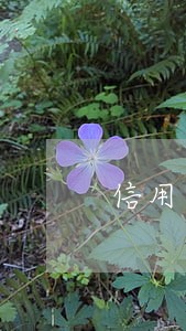信用卡逾期1万被判