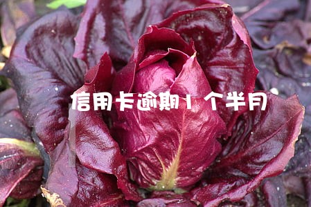 信用卡逾期1个半月 信用卡逾期1个半月