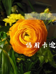 信用卡逾期1个月不能解冻 信用卡逾期1个月不能解冻