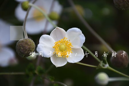 信用卡逾期1个月会封卡吗 信用卡逾期1个月会封卡吗