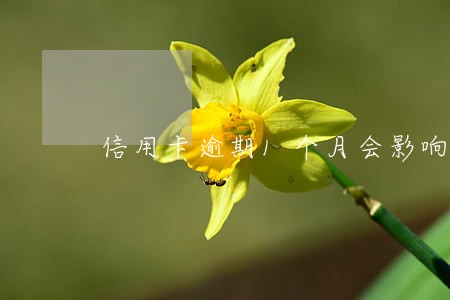 信用卡逾期1个月会影响征信吗 信用卡逾期1个月会影响征信吗