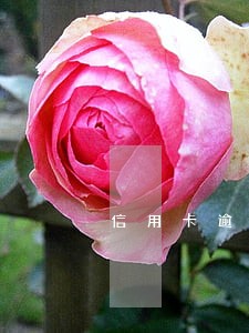 信用卡逾期1个月没办法还上