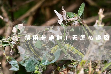 信用卡逾期1天怎么追回利息 信用卡逾期1天怎么追回利息