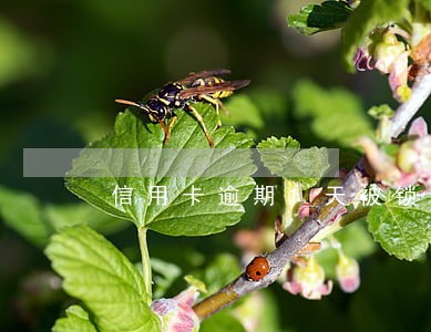 信用卡逾期1天被锁怎么办 信用卡逾期1天被锁怎么办